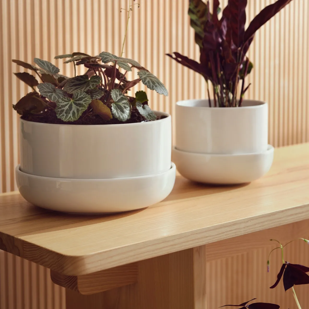 Krukor*IITTALA Kruka med fat M Vit